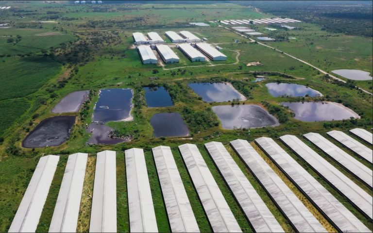 Fiscalizarán granjas de cerdos en Yucatán; omiten bienestar animal