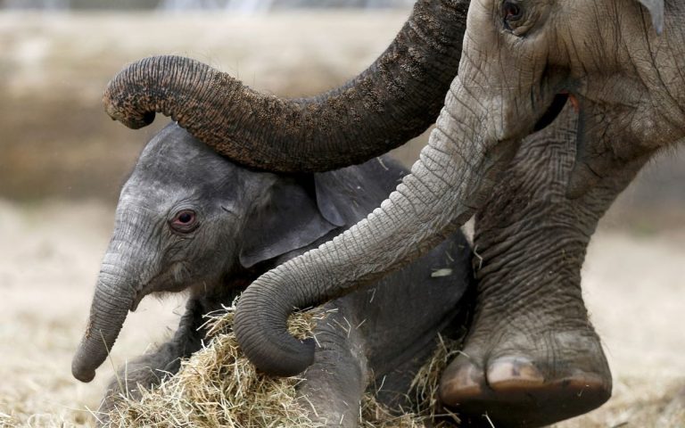 Elefanta ciega da a luz en Francia: nace cría tras parto de siete horas |VIDEO