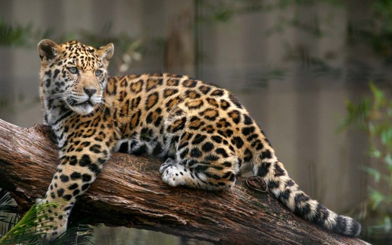Semarnat implementa “estrategias” para la protección del jaguar en Yucatán