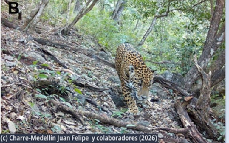 Captan por primera vez a un jaguar en Guanajuato