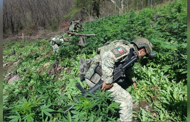 Badiraguato, la tierra de la marihuana y la amapola: destruyen 18 plantíos en la administración del presidente José Paz López