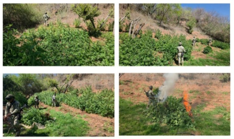 Tres plantíos de marihuana son destruidos por elementos federales en Badiraguato: tierra del alcalde José Paz López 