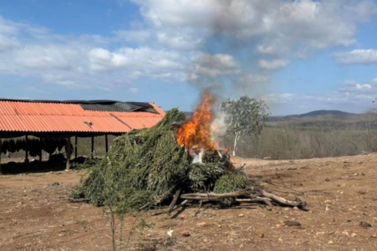 De nuevo en Badiraguato, tierra del alcalde Jose Paz López localizan, aseguran y destruyen sembradíos y un secadero de marihuana 