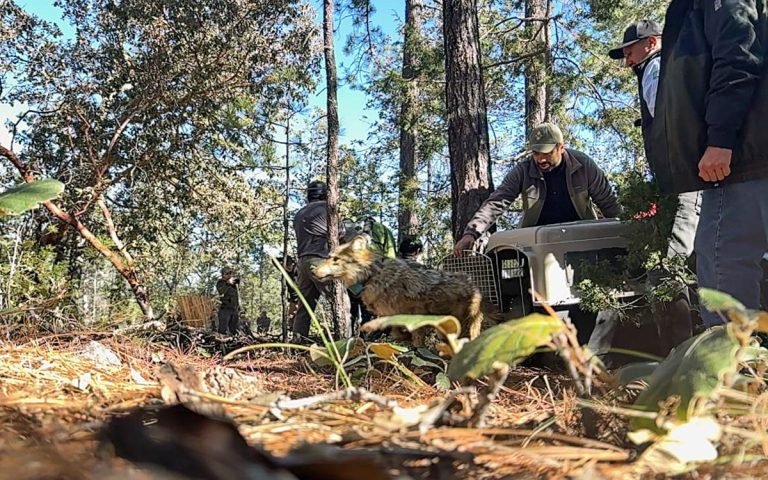 Reintroducen al lobo mexicano en Durango tras medio siglo de ausencia en la Sierra Madre Occidental