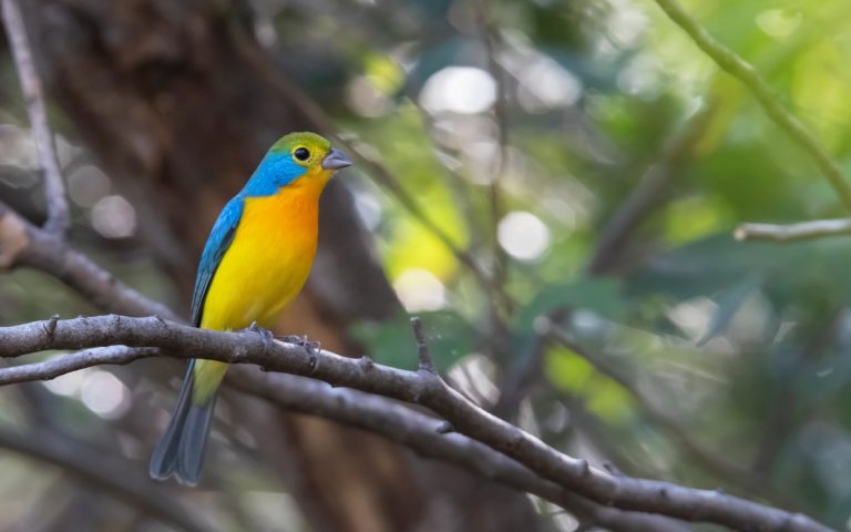 Audubon | Cinco proyectos que transforman las posibilidades de las aves y la gente en América Latina