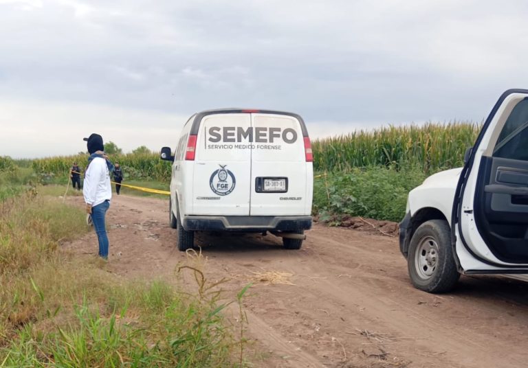 En estado de descomposición encuentran el cuerpo de un hombre en unas tierras de cultivo en Navolato