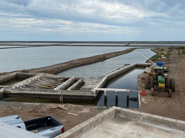 Crisis de competitividad, altos costos y contrabando desplazan al camarón mexicano del mercado: Carlos Urías