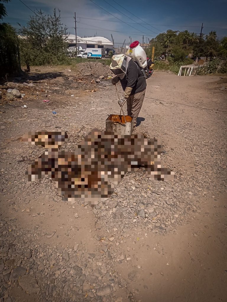 Atiende PC Culiacán emergencia por ataque de abejas en la colonia Pemex