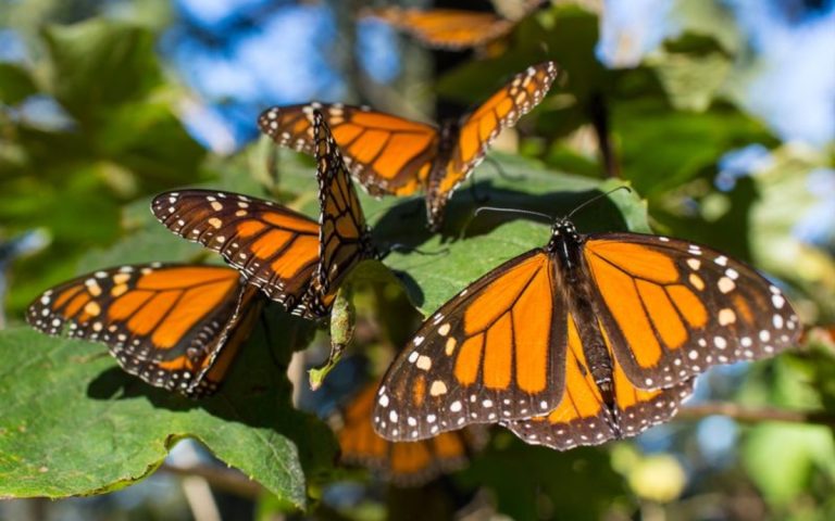 Mariposa Monarca, siempre guerreras