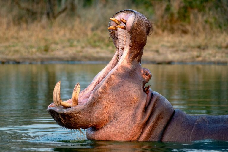 Matar hipopótamos desata choques entre animalismo, ética y ciencia en Colombia