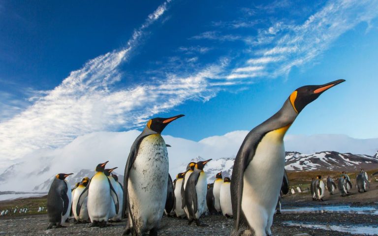 Pingüino emperador y lobo marino antártico pasan a estar en peligro de extinción