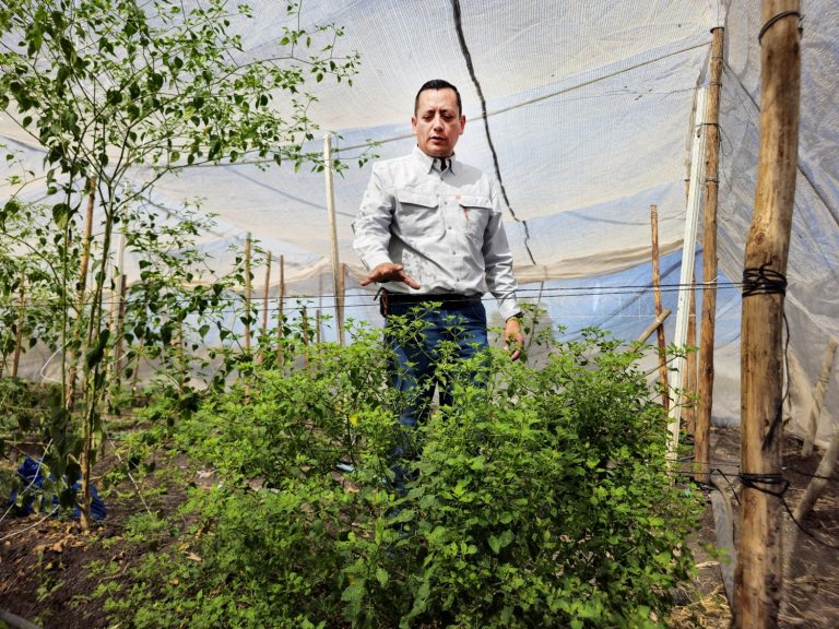 Impulsa la Facultad de Agronomía de la UAS innovación genética en el cultivo de chiltepín; investigador lidera proyecto para su rescate y mejoramiento